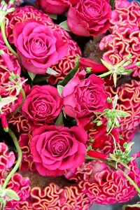 Rose pink spring flower
