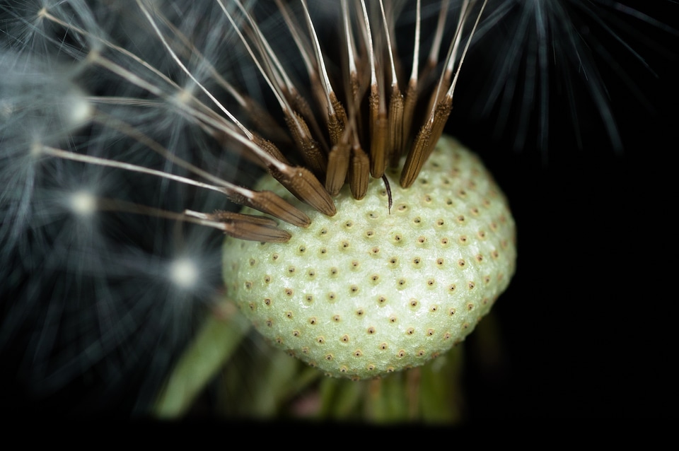Blossom bloom macro