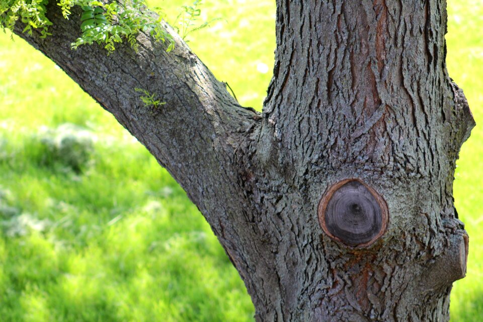 Natural woodland