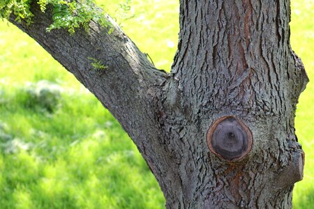 Natural woodland