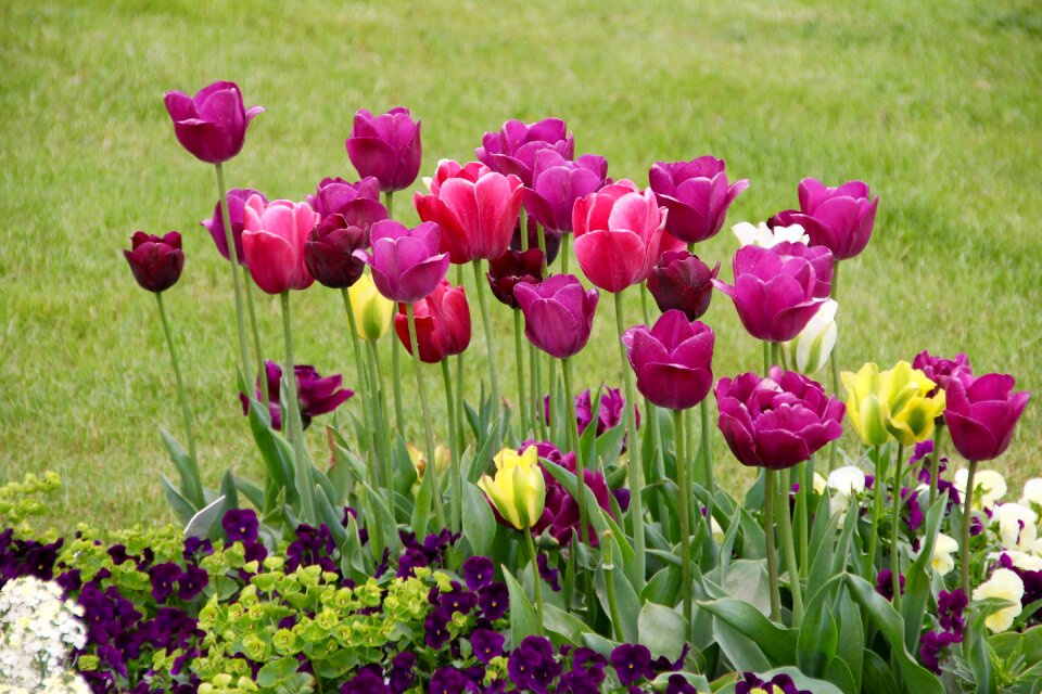 Breeding tulip purple schnittblume