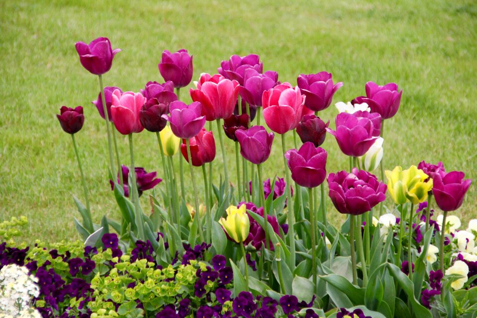 Breeding tulip purple schnittblume photo