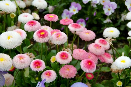 Pointed flower geese flower harbinger of spring photo