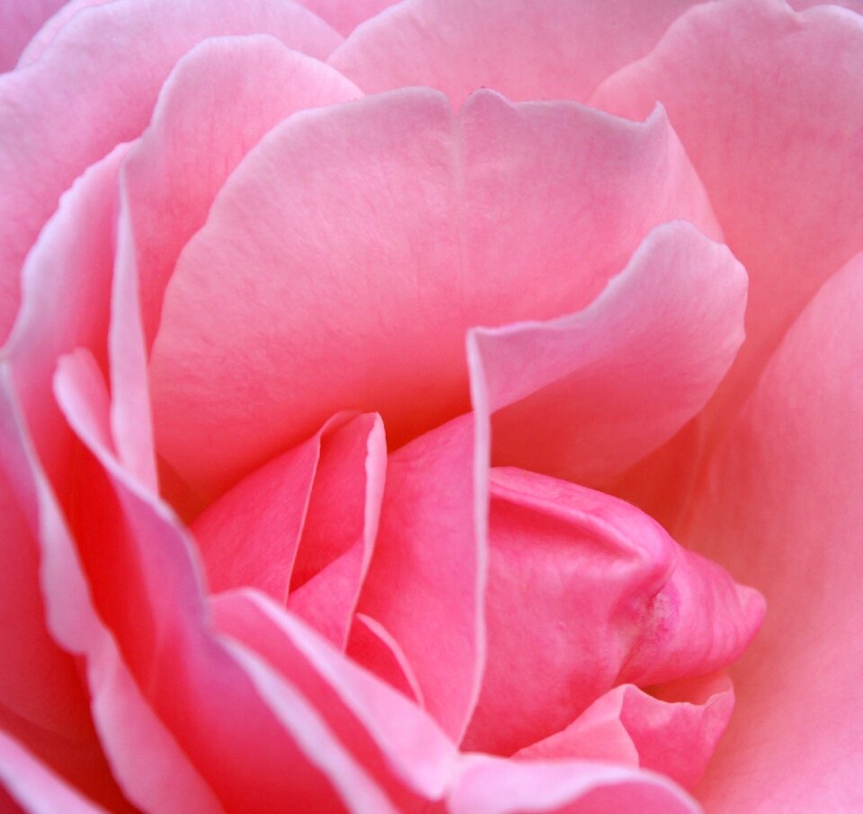 Blossom bloom pink rose