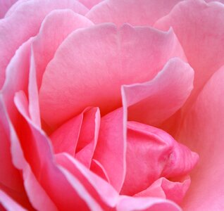 Blossom bloom pink rose photo