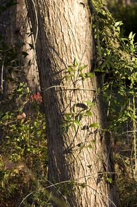 Nature foliage growth