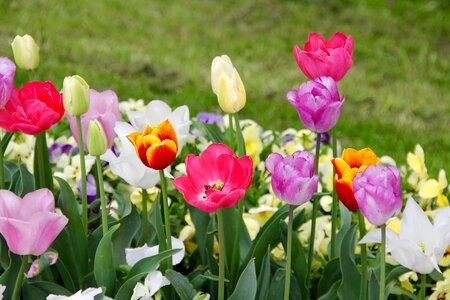 Breeding tulip purple red photo