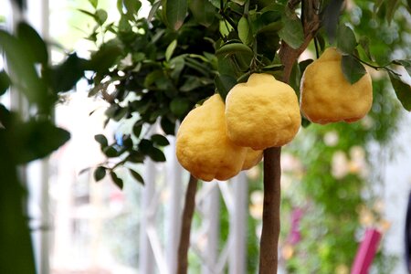 Lemon tree lemon citrus fruits photo