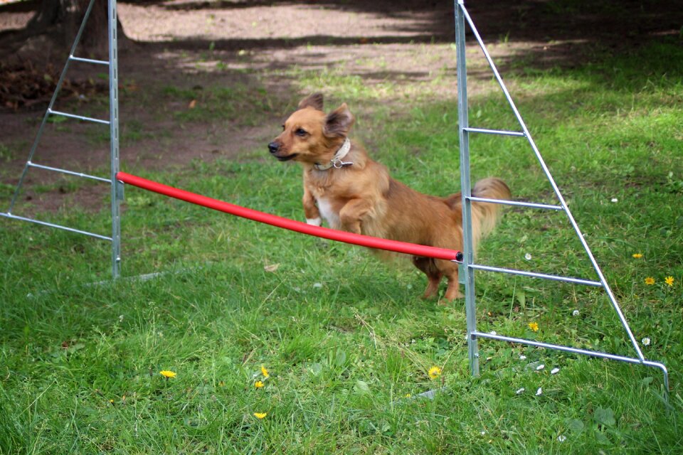 Hurdle jump hundesport pet photo