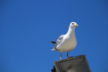 Bird blue sit