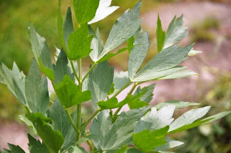 Spices garden plant