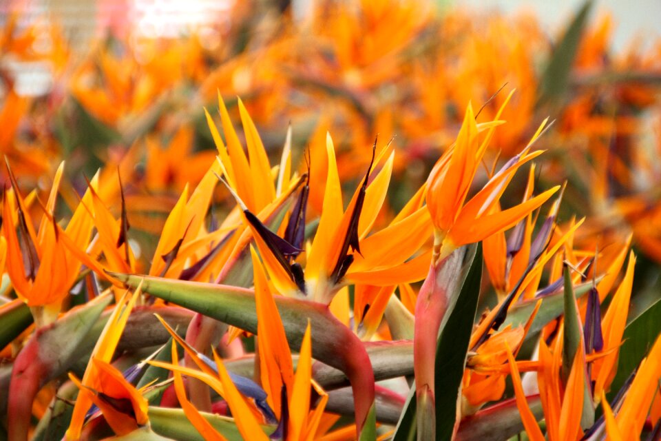 Bird of paradise flower strelitziaceae caudata greenhouse