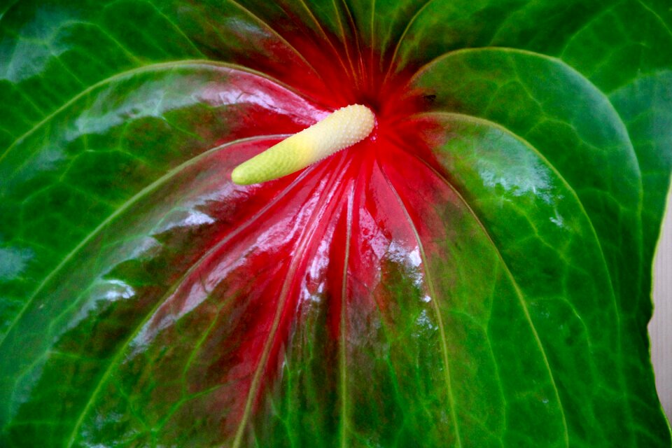 Flower blossom bloom