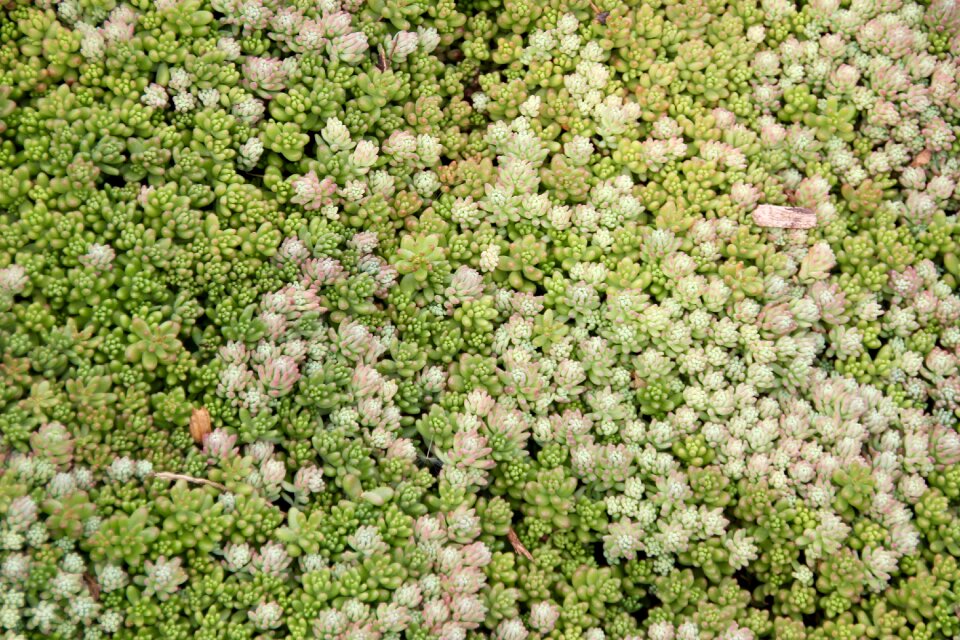 Evergreen desert plant thick sheet greenhouse