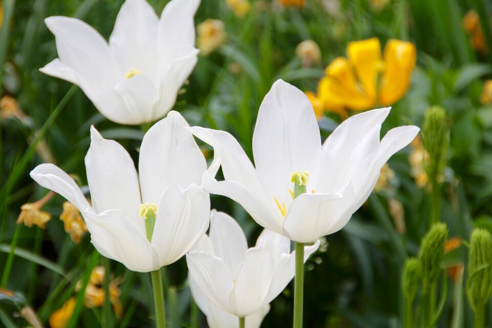 White flower bright