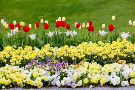 Breeding tulip red white photo