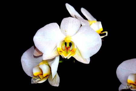 Orchid white beauty photo