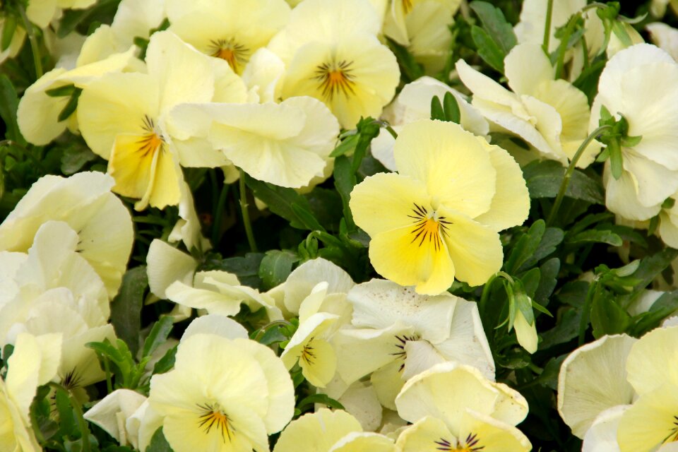 Pansy yellow garden pansy
