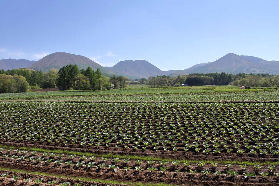 Cabbage cabbage field highland vegetable