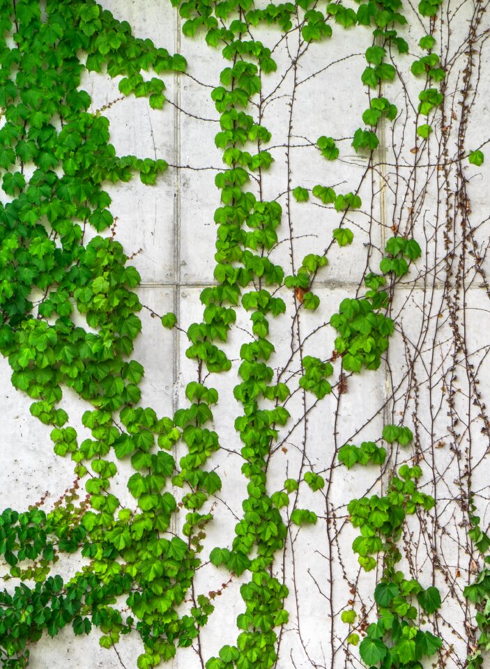 Plants hwalyeob nature