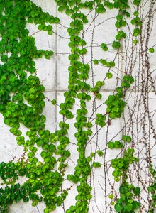 Plants hwalyeob nature