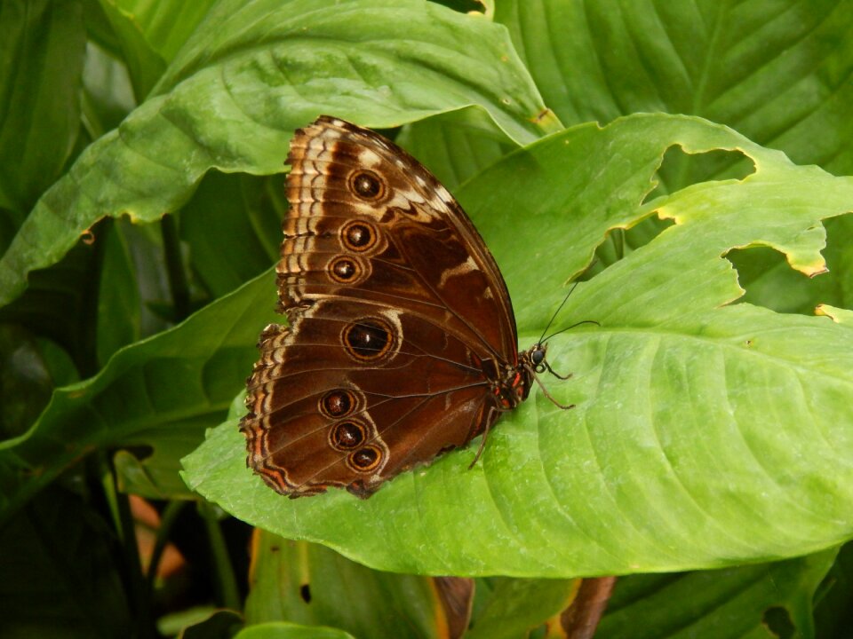 Nature pattern eyes