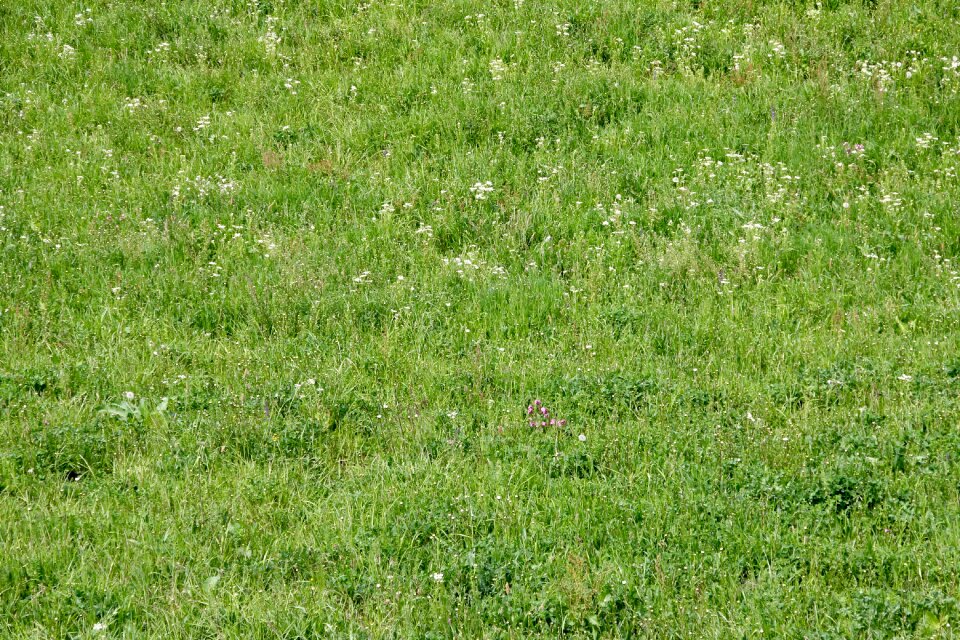 In the green park grass