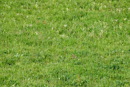 In the green park grass
