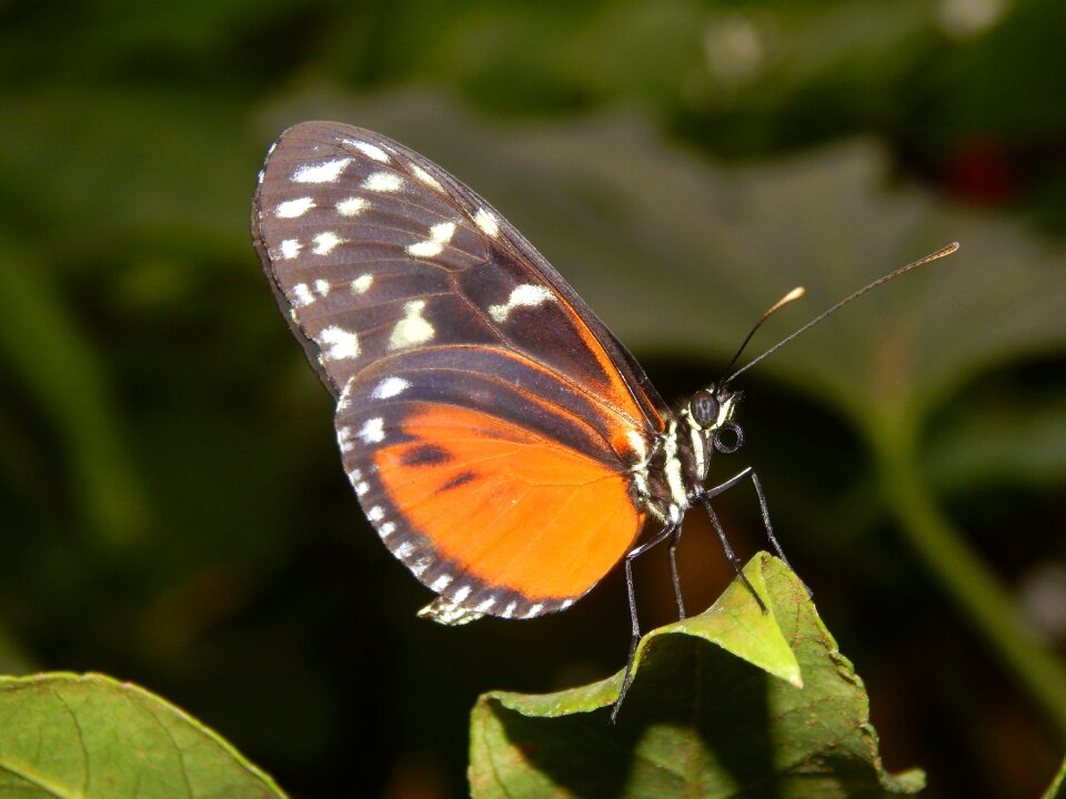 Orange spotted wing