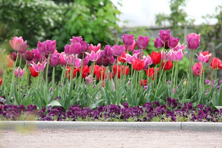 Breeding tulip purple red photo