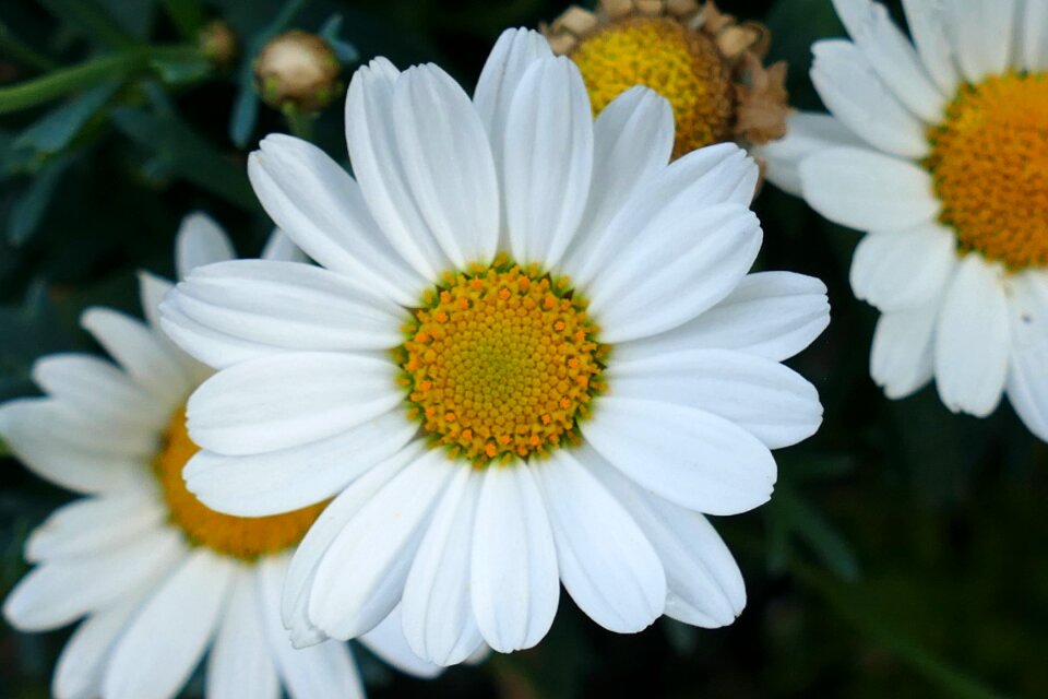 Plant garden spring flowers