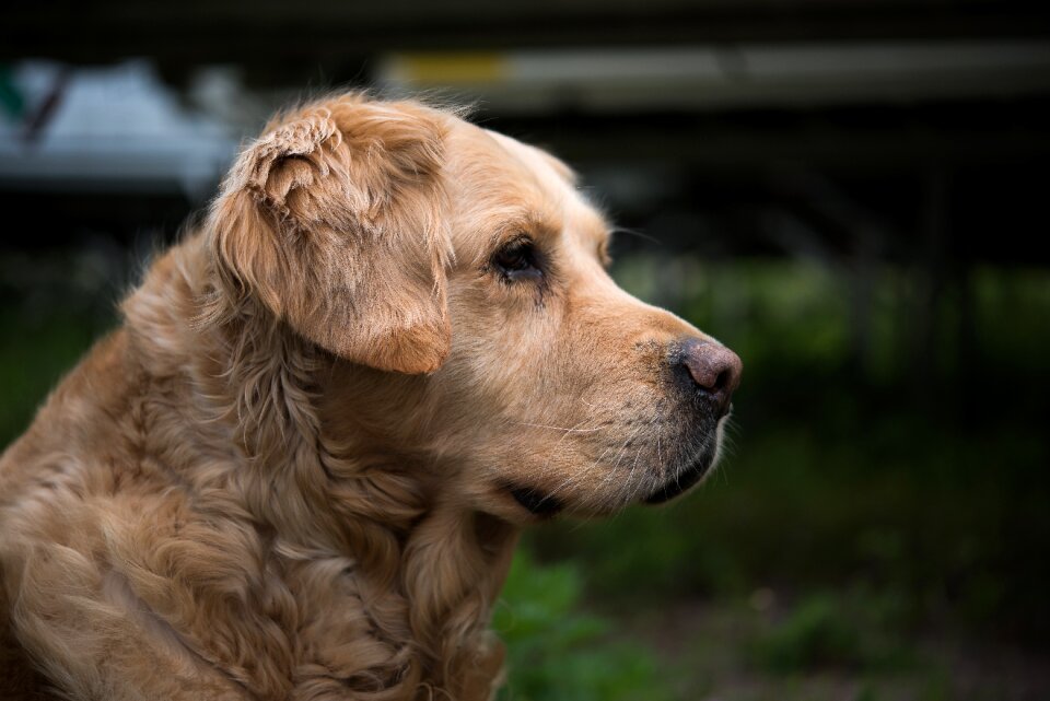 Big dog golden retriever head animal portrait