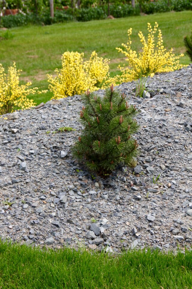 Japanese garden minimal fir tree