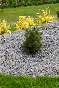 Japanese garden minimal fir tree