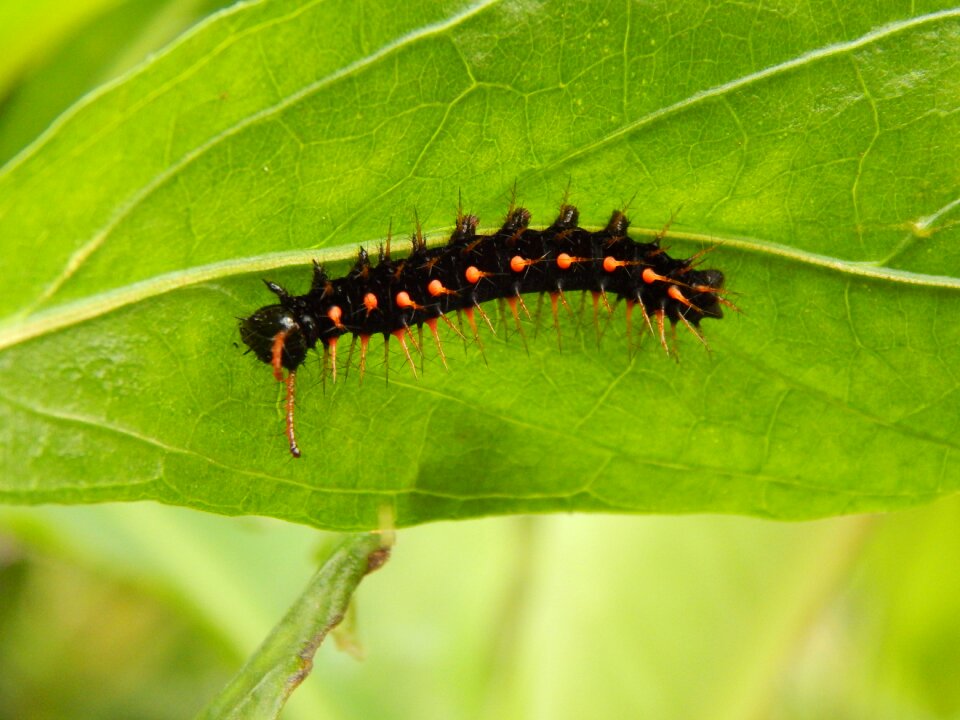 Green crawling spotted