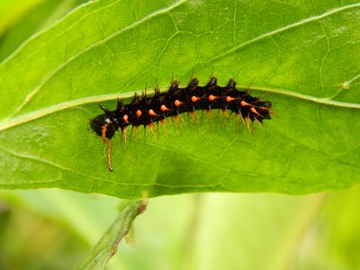 Green crawling spotted