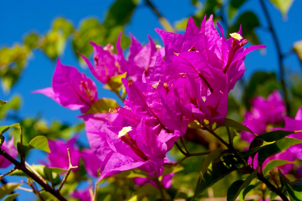 Bougainvillea pink flowers nature