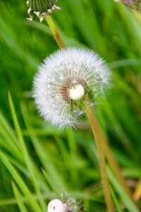 Dandelion meadow Free photos photo