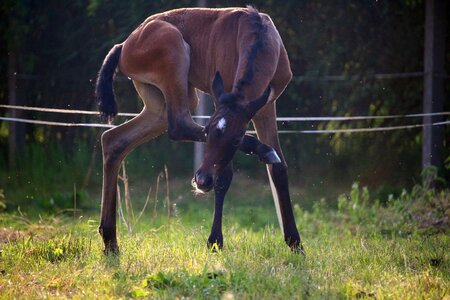 Thoroughbred arabian brown mold pasture