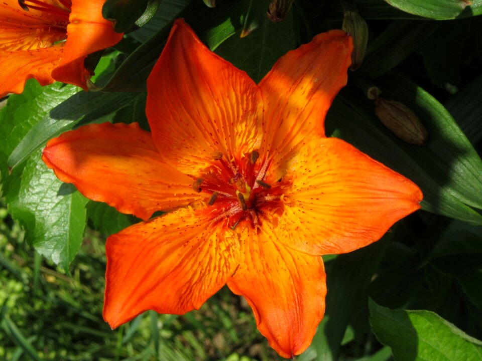 Plant flower