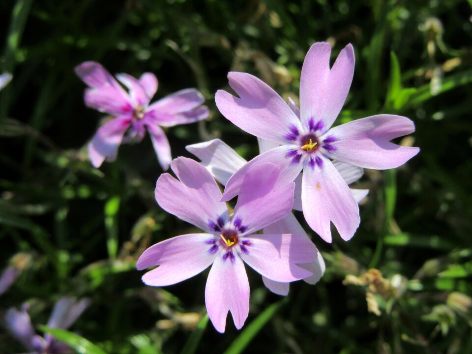 Violet violet flowers photo