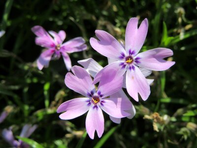 Violet violet flowers