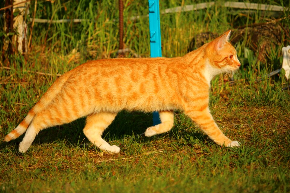 Mackerel red cat red mackerel tabby