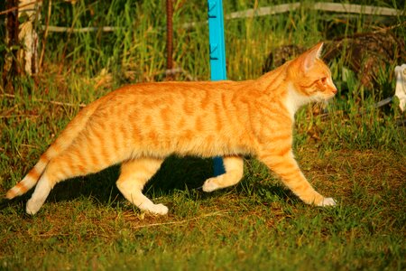 Mackerel red cat red mackerel tabby photo