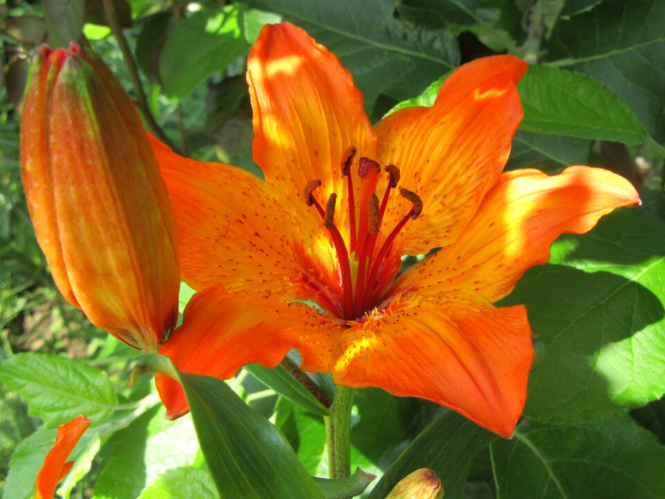 Plant flower