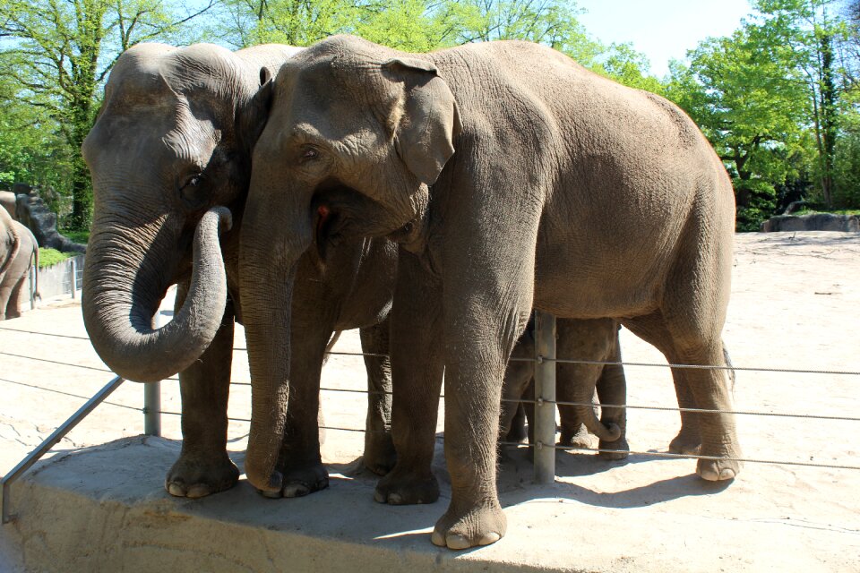 Hagenbeck zoo nature