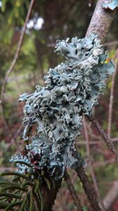 Green fauna fungal growth