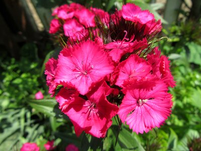Green magenta
