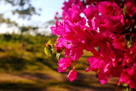 Plant color beauty
