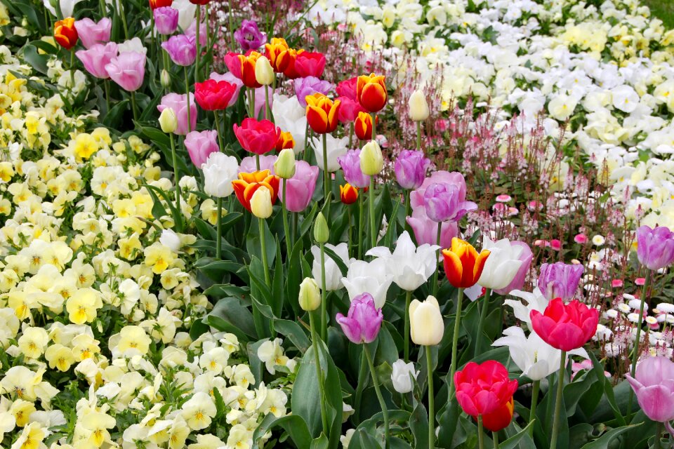 Breeding tulip purple red